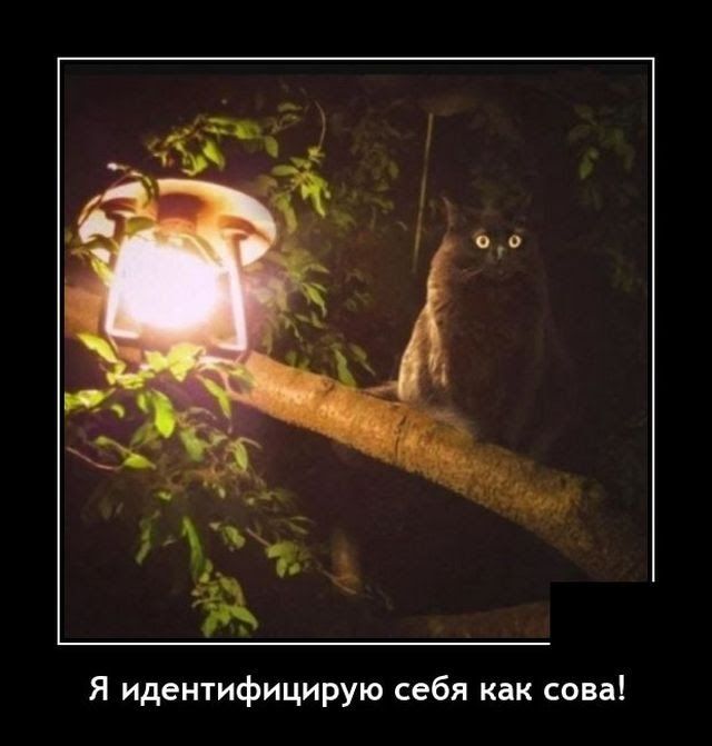 Я идентифицирую себя как сова