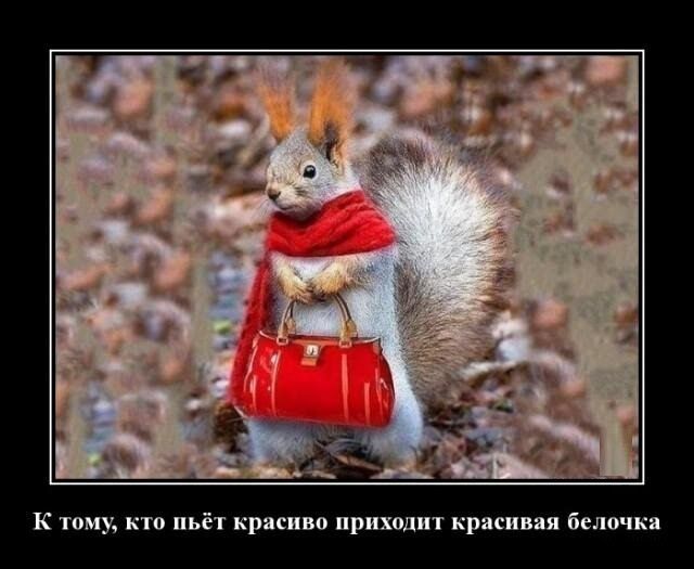 к тому пьёт красиво приходит кркищ белочка