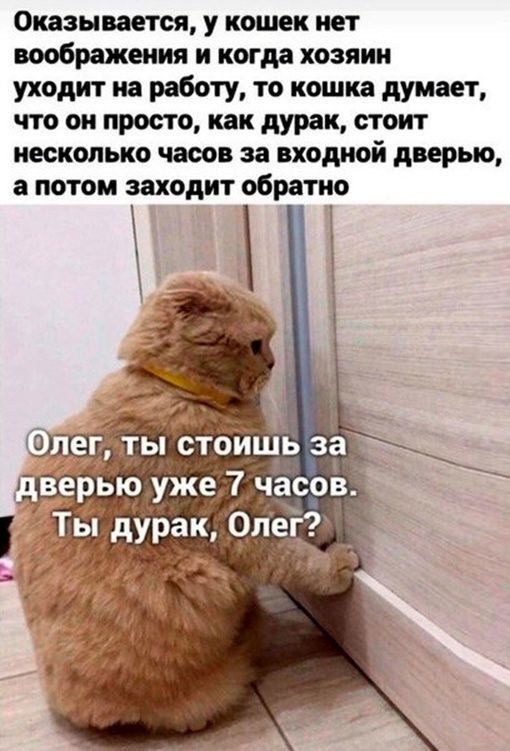 Оказывается у кошек кет воображения и когда хозяин уходит на работу то пошив думает что он просто как дурак стоит несколько часов за входной дверью потом заходит обратно