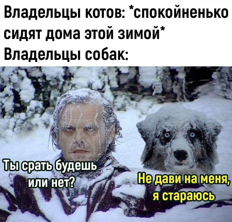 Владельцы котов спокойненько сидят дома этой зимой Владельцы собак Л