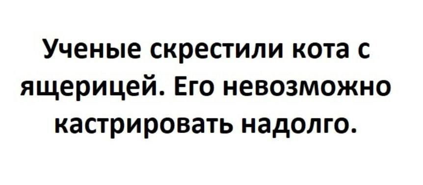 Ученые скрестили кота с ящерицей Его невозможно кастрировать надолго