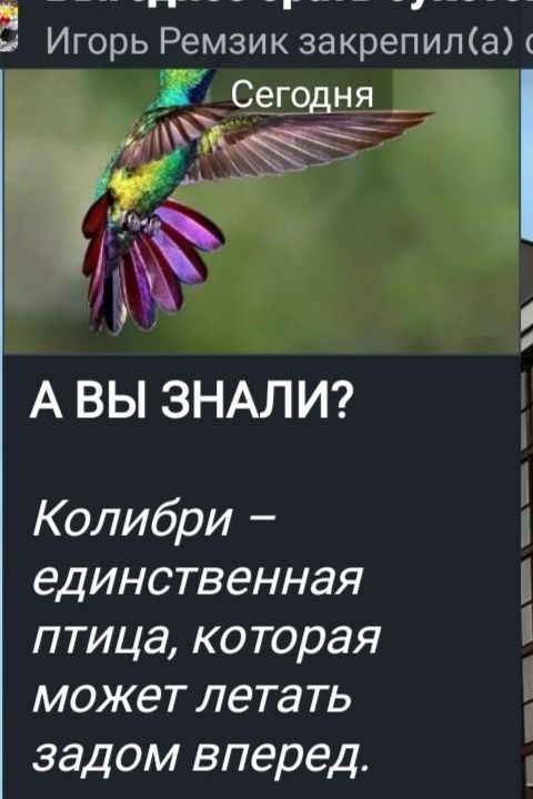 А ВЫ ЗНАЛИ?
Колибри – единственная птица, которая может летать задом вперед.