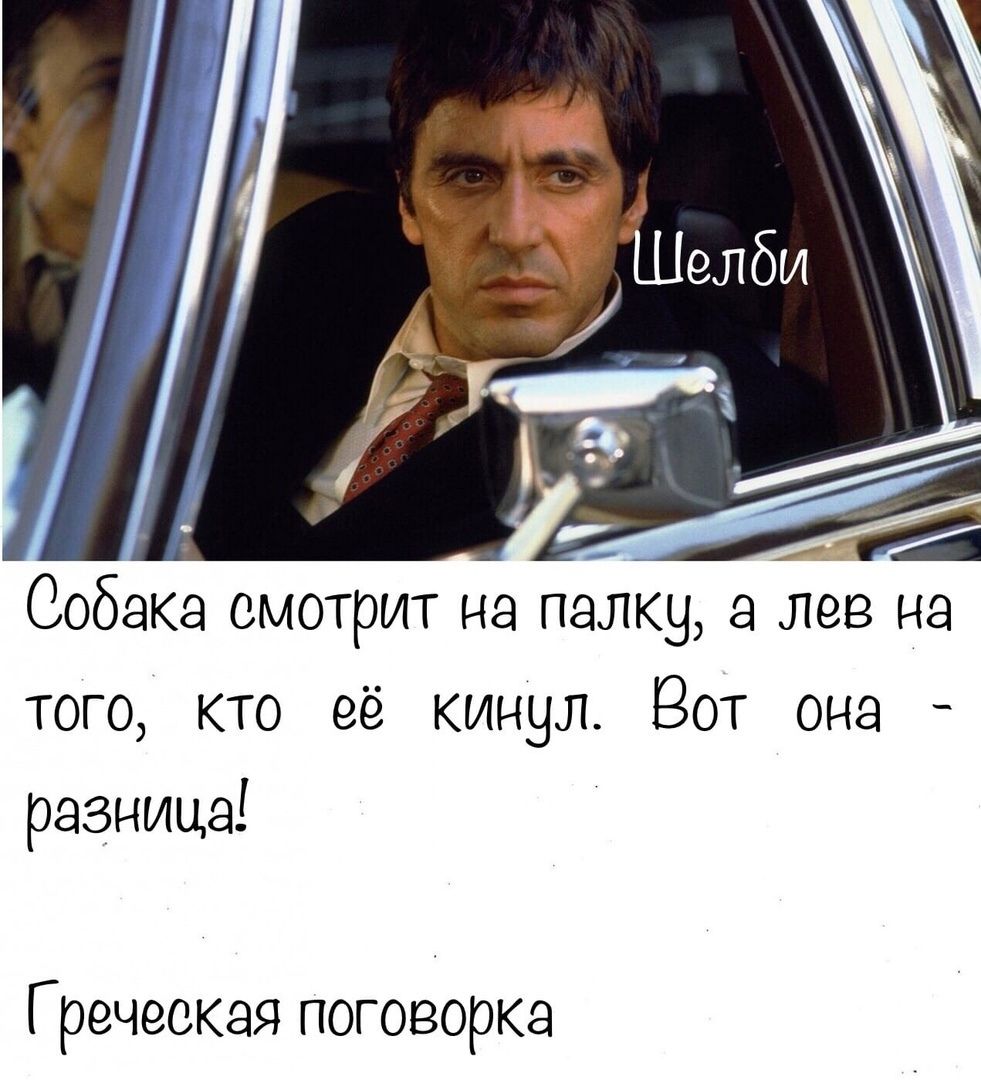 Собака смотрит на палкуа лев на того кто её кинул Вот она разница Греческая поговорка