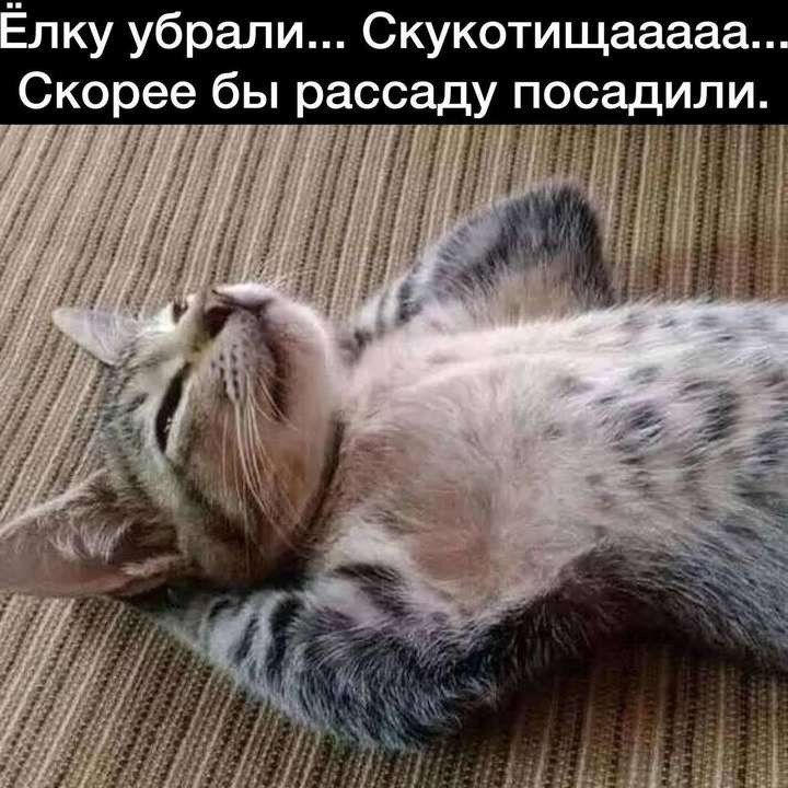 лку убрали Скукотищааааа Скорее бы рассаду посадили