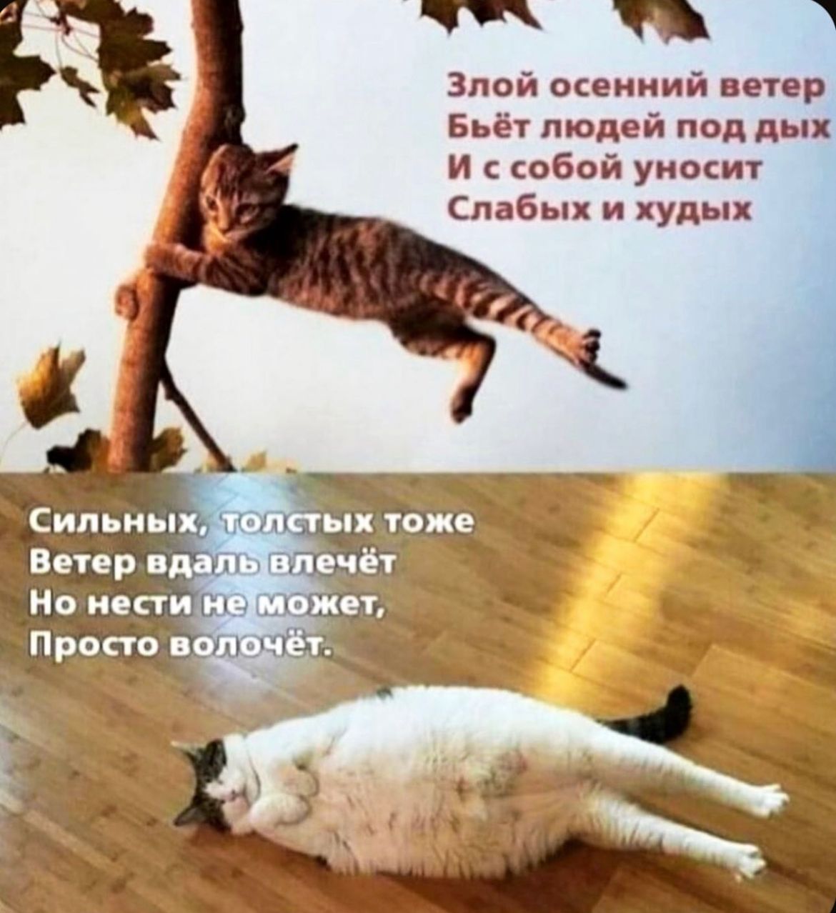 Злой осенний ветер Бьёт людей под дых И с собой уносит а Слаб пк и худых