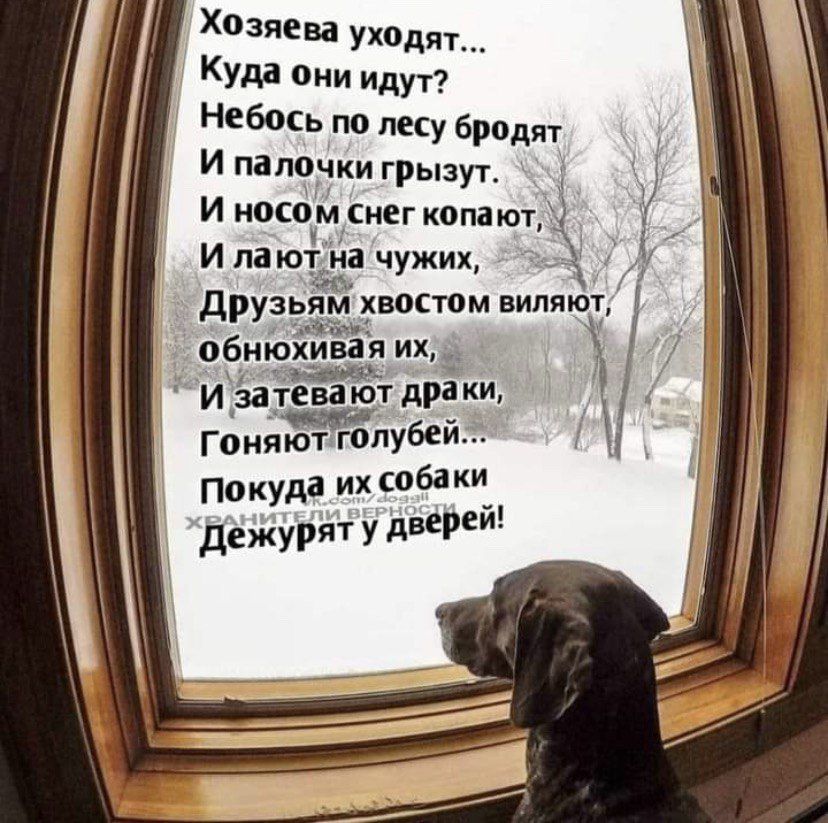 Хозяева уходят... Куда они идут? Небо с по лесу бродят И палочки грызут. И носом снег копают, И лают на чужих, Друзьям хвостом влияют, Обнявливают их, И затевают драки, Гоняют голубей... Пока их собаки Дежурят у двери!