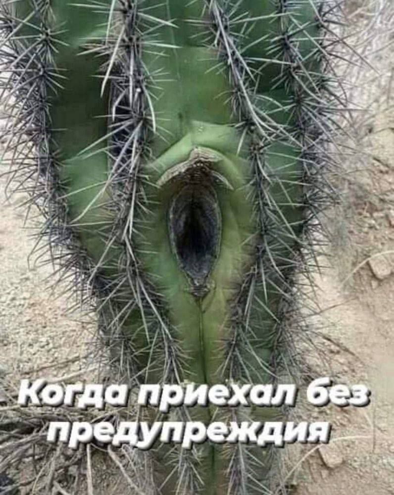 Когда приехал без предупреждения