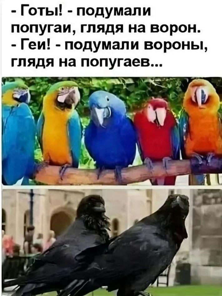 ты подумали угаи глядя на ворон Геи подумали вороны глядя на попугаев