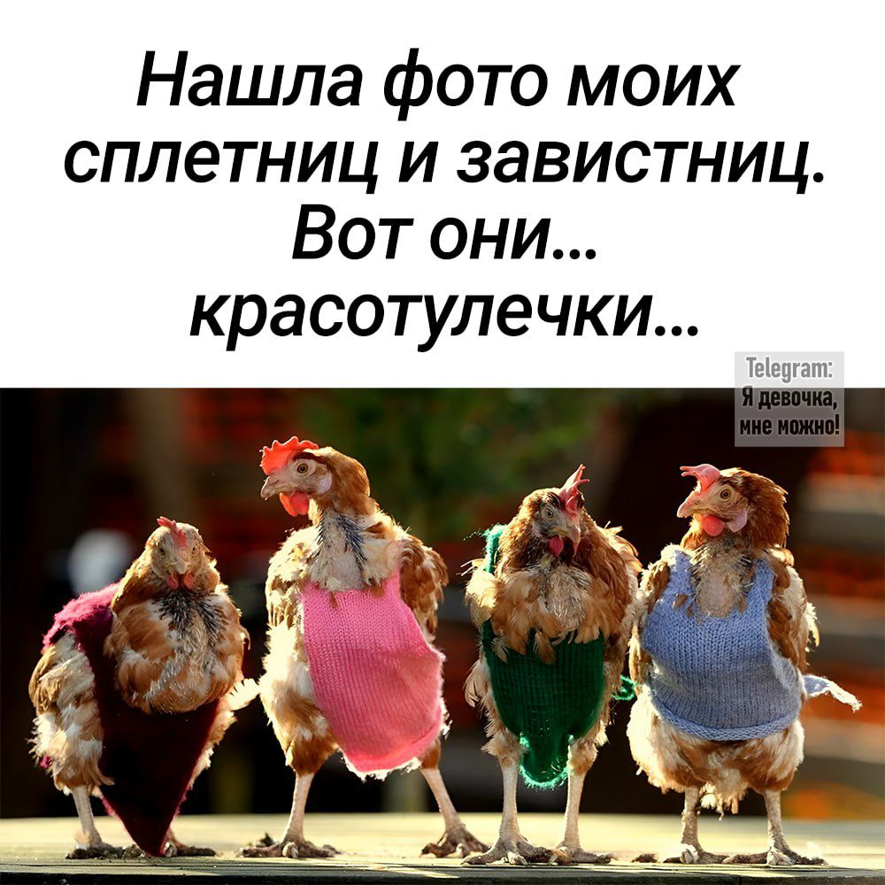 Нашла фото моих сплетниц и завистниц Вот они красотулечки