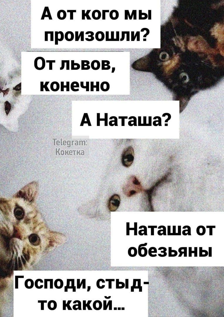 А от кого мы произошли От львов 4 конечно А Наташа к Ё Наташа от обезьяны ы Господи стыд то какой