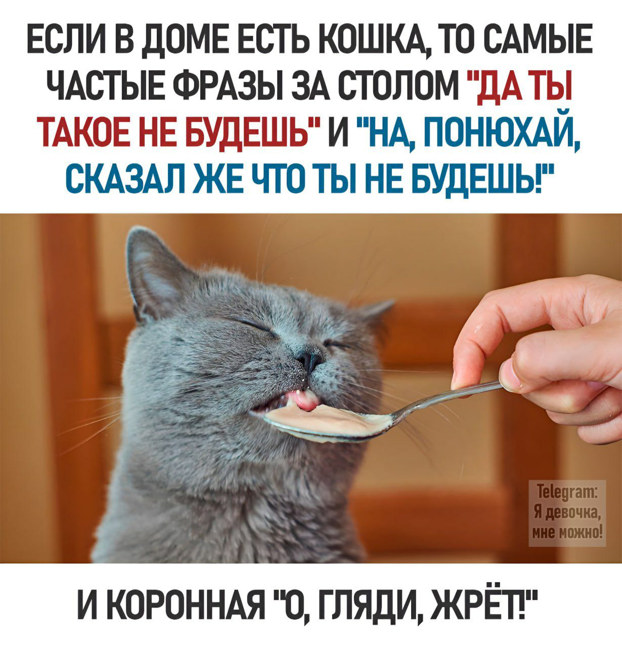 ЕСЛИ В ДОМЕ ЕСТЬ КОШКА ТО САМЫЕ ЧАСТЫЕ ФРАЗЫ ЗА СТОЛОМ ДАТЫ ТАКОЕ НЕ БУДЕШЬ И НА ПОНЮХАИ СКАЗАЛ ЖЕ ЧТО ТЫ НЕ БУДЕШЬ И КОРОННАЯ 0 ГЛЯДИ ЖРЁТ