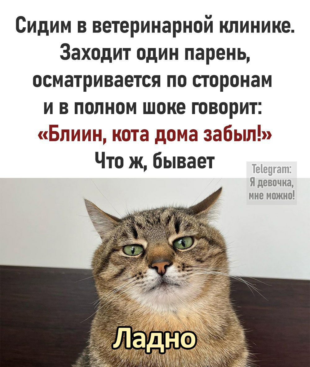 Сидим в ветеринарной клинике Заходит один парень осматривается по сторонам и в полном шоке говорит Блиин кота дома забылЪ Что ж бывает Теегатт Я девочка мне можно