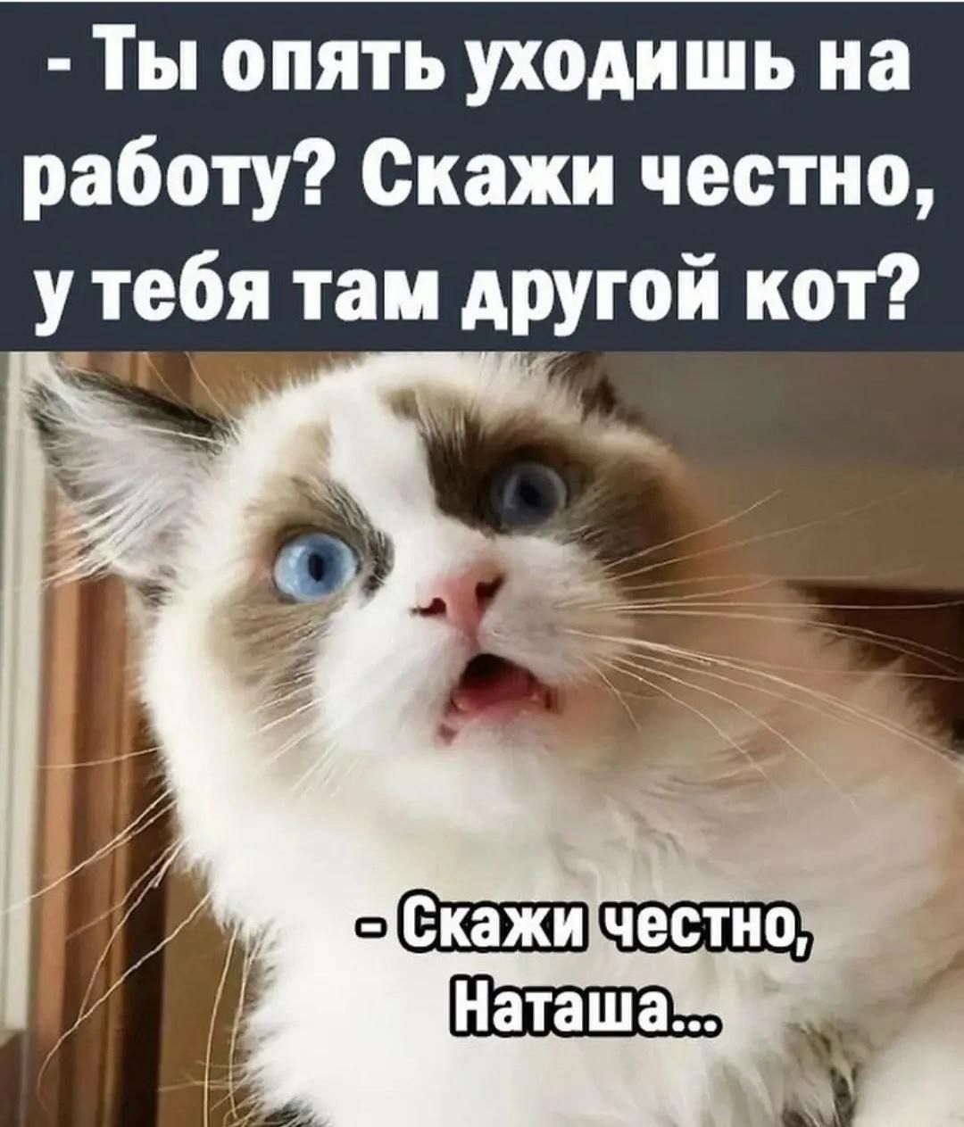 Ты опять уходишь на работу Скажи честно у тебя там другой кот