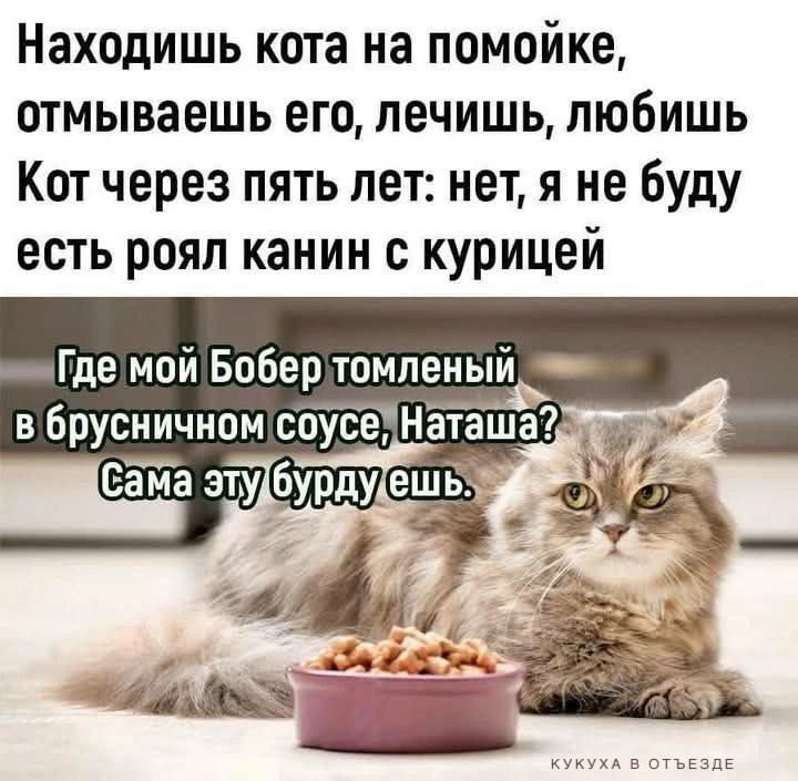 Находишь кота на помойке отмываешь его лечишь любишь Кот через пять лет нет я не буду есть роял канин с курицей ГдемойБобер томленый 0 В брусничном соусезНат