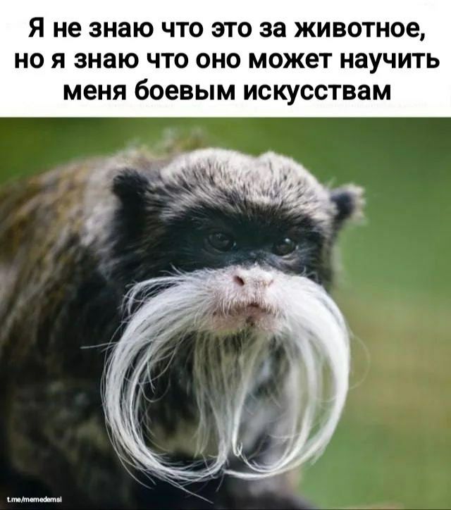 Я не знаю что это за животное, но я знаю что оно может научить меня боевым искусствам
