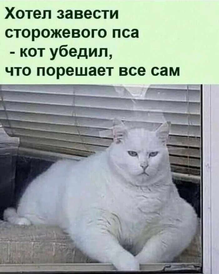 Хотел завести сторожевого пса - кот убедил, что решает все сам