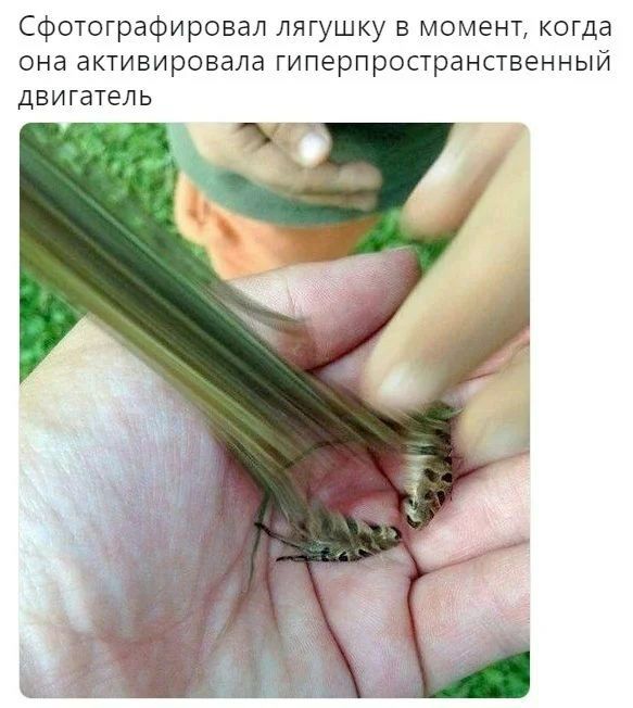 Сфотографировал лягушку в момент, когда она активировала гиперпространственный двигатель