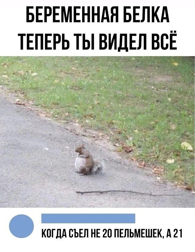БЕРЕМЕННАЯ БЕЛКА ТЕПЕРЬ ТЫ ВИДЕЛ ВСЁ
КОНЕЦ
КОГДА СЪЕЛ НЕ 20 ПЕЛЬМЕШЕК, А 21