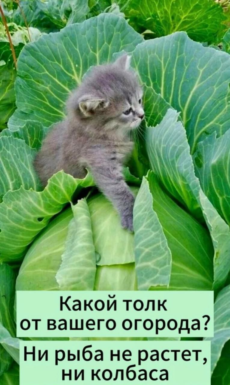 Какой толк от вашего огорода? Ни рыба не растет, ни колбасы.