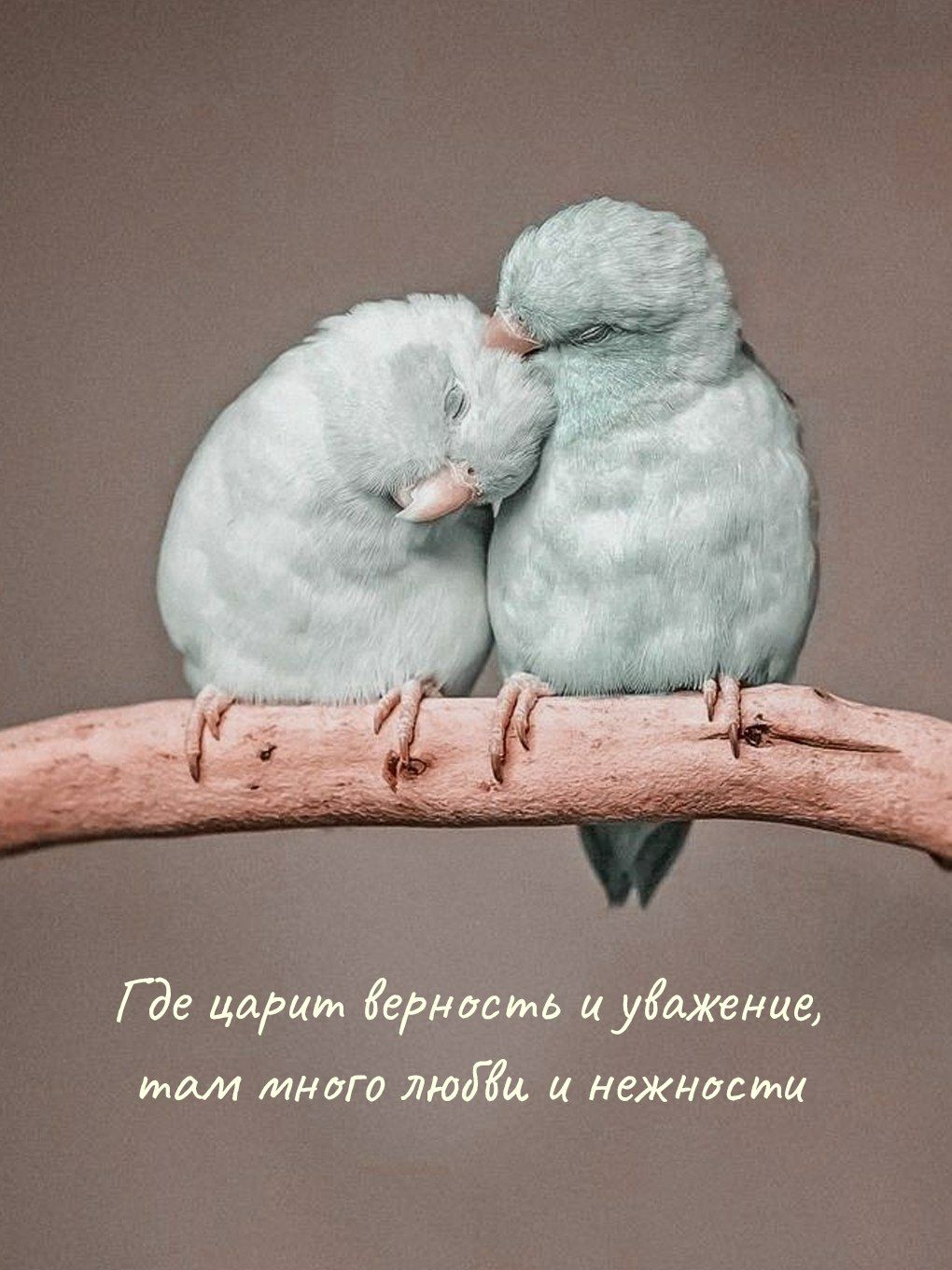 Где царит верность и уважение, там много любви и нежности