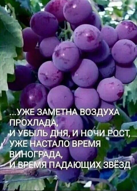 ...УЖЕ ЗАМЕТНА ВОЗДУХА ПРОХЛАДА, И УБЫЛЬ ДНЯ, И НОЧИ РОСТ, УЖЕ НАСТАЛО ВРЕМЯ ВИНОГРАДА, И ВРЕМЯ ПАДАЮЩИХ ЗВЁЗД