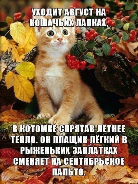 УХОДИТ АВГУСТ НА КОШАЧЬИХ ЛАПКАХ, В КОТОМКЕ СПРЯТАН ЛЕТНЕЕ ТЕПЛО. ОН ПЛАЩИК ЛЁГКИЙ В РЫЖЕНЬКИХ ЗАПЛАТКАХ СМЕНЯЕТ НА СЕНТЯБРЬСКОЕ ПАЛЬТО.