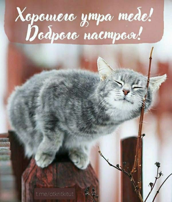 Хорошего утра тебе! Доброе настроение!