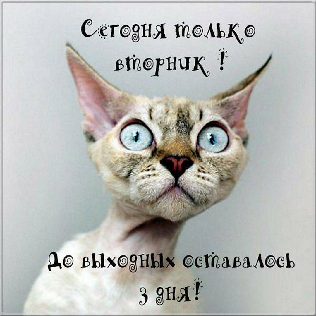 Сегодня только вторник !
До выходных оставалось 3 дня!