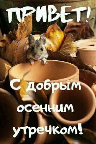 ПРИВЕТ! С добрым осенним утречком!