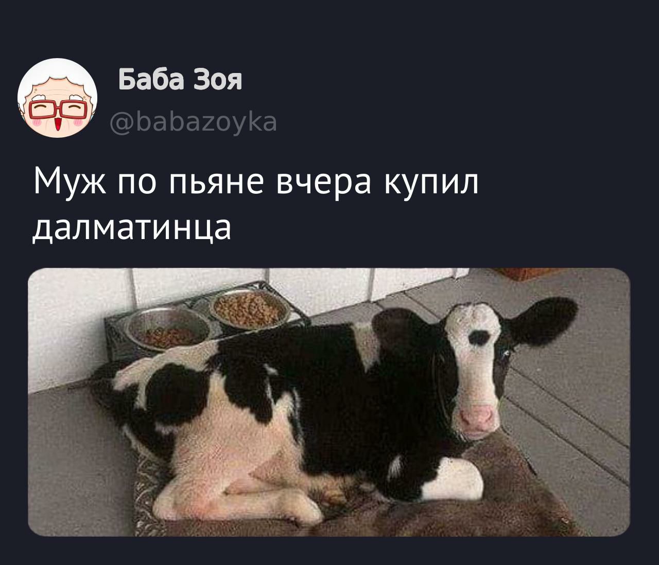 Муж по пьяне вчера купил далматинца