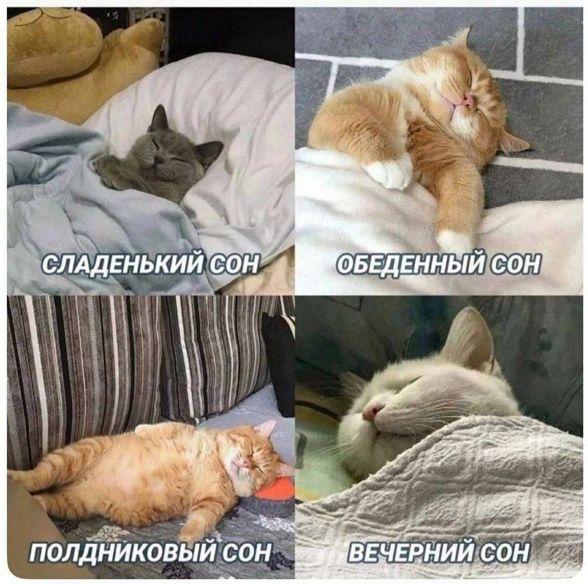 Сладенький сон
Обеденный сон
Полдниковый сон
Вечерний сон