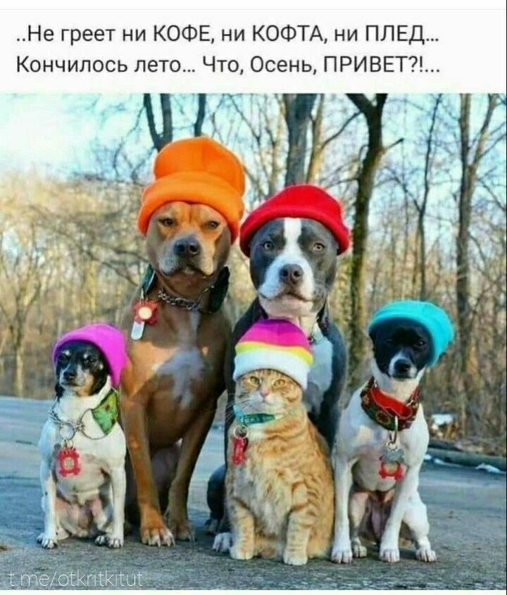 ..Не greet ни КОФЕ, ни КОФТА, ни ПЛЕД... Кончилось лето... Что, Осень, ПРИВЕТ?!...