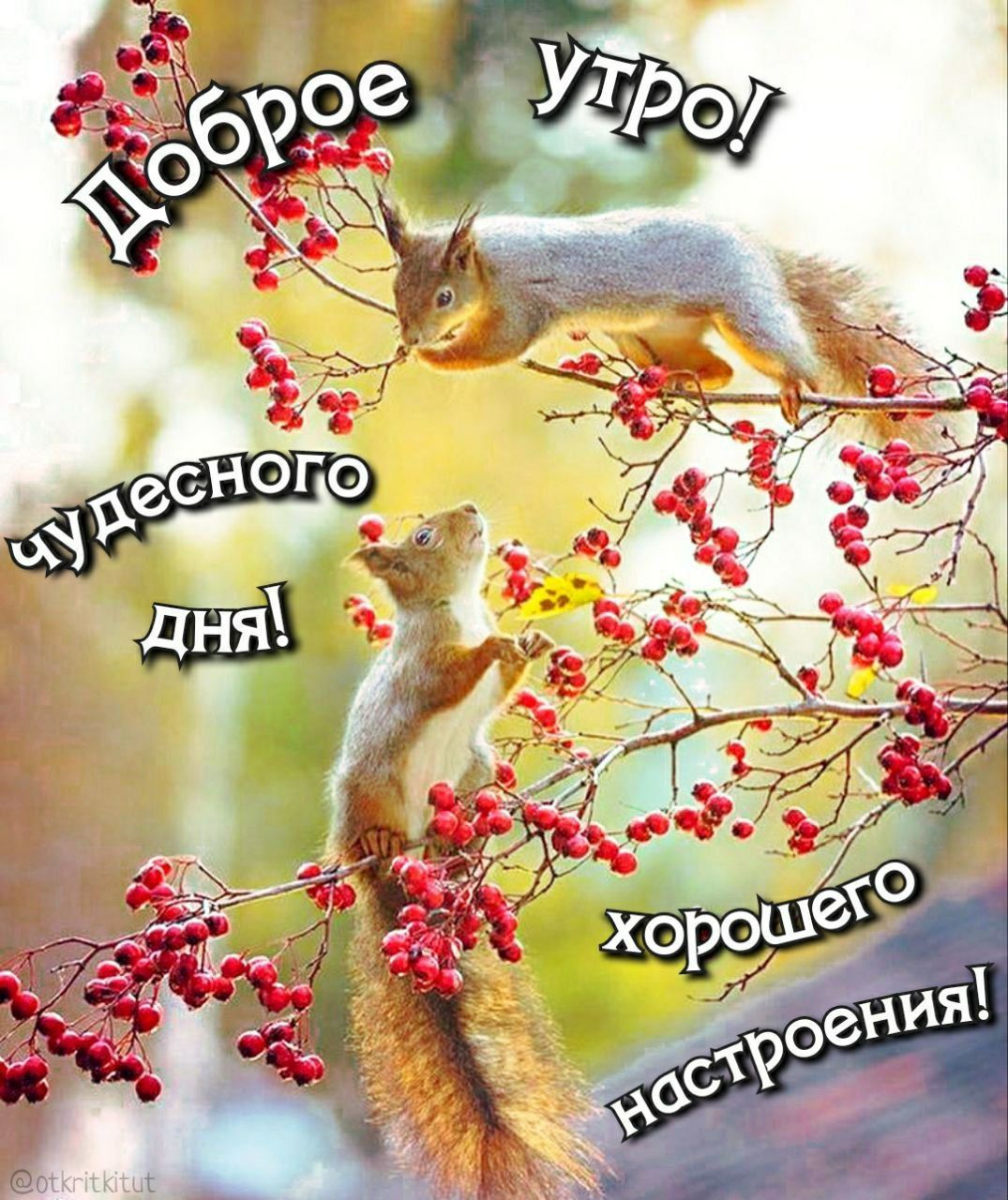 Доброе утро! чудесного дня! хорошего настроения!