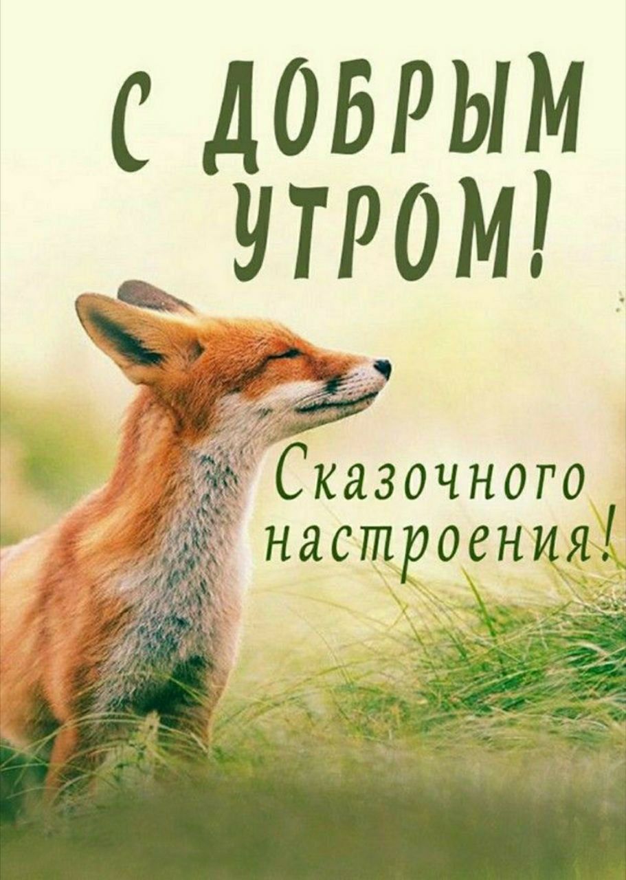 С ДОБРЫМ УТРОМ! Сказочного настроения!