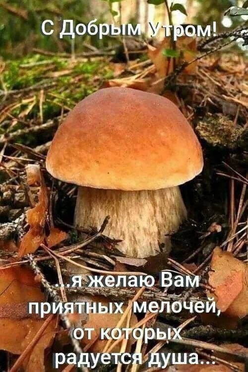 С Добрым Утром! я желаю Вам приятных Мелочей, от которых радуется душа...