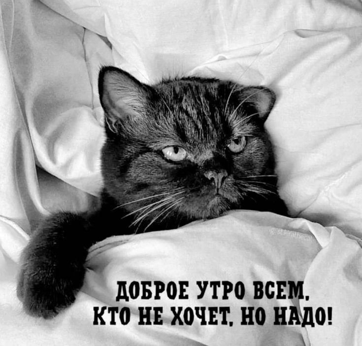 ДОБРОЕ УТРО ВСЕМ, КТО НЕ ХОЧЕТ, НО НАДО!