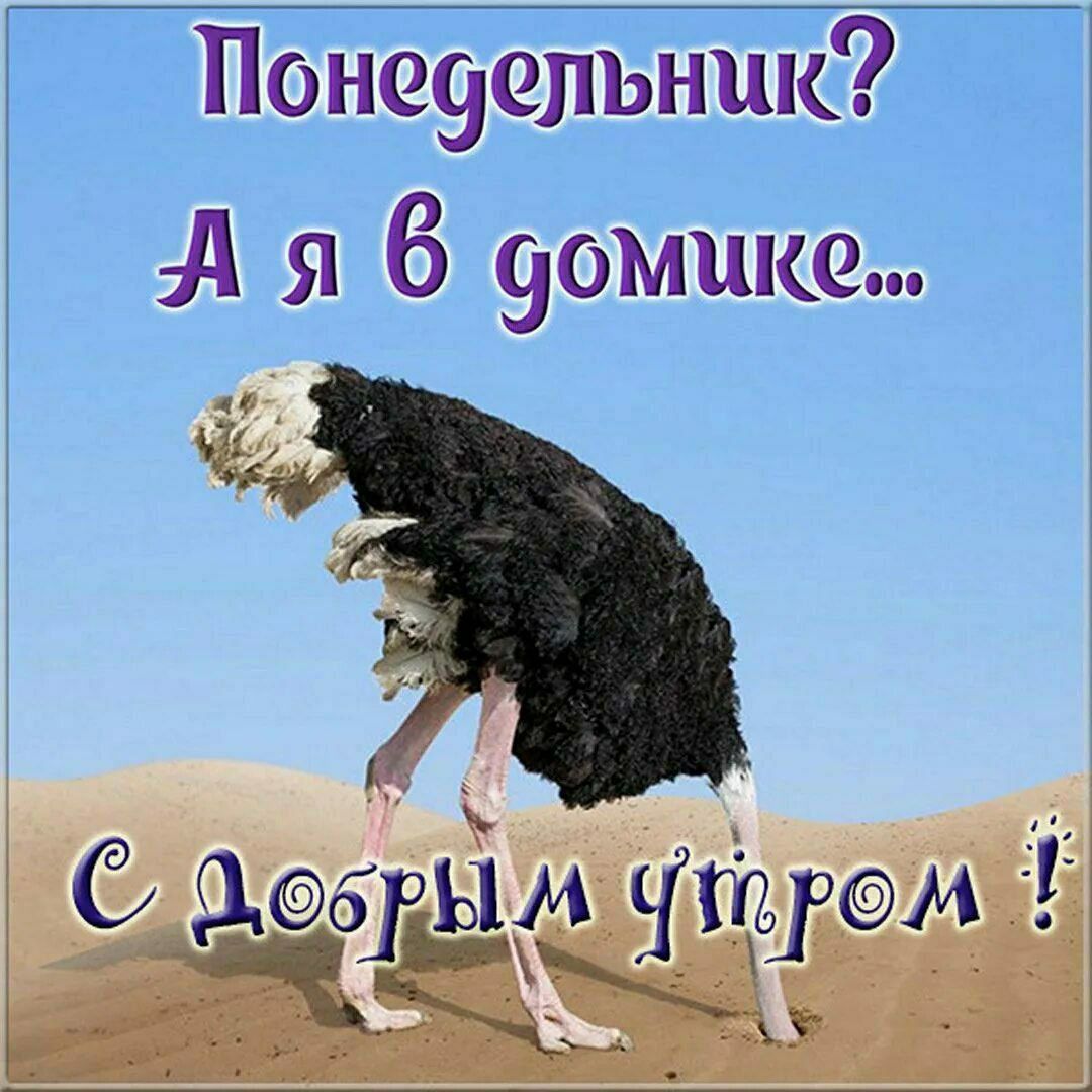 Понедельник? А я в домике... С ДОБРЫМ УТРОМ !