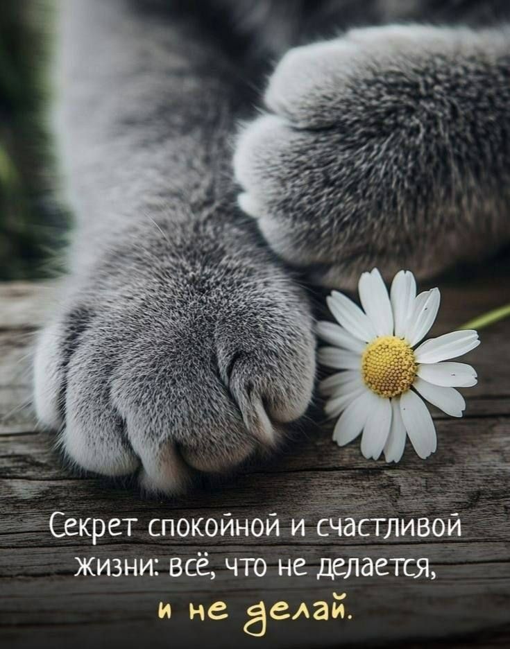 Секрет спокойной и счастливой жизни: всё, что не делается, и не делай.