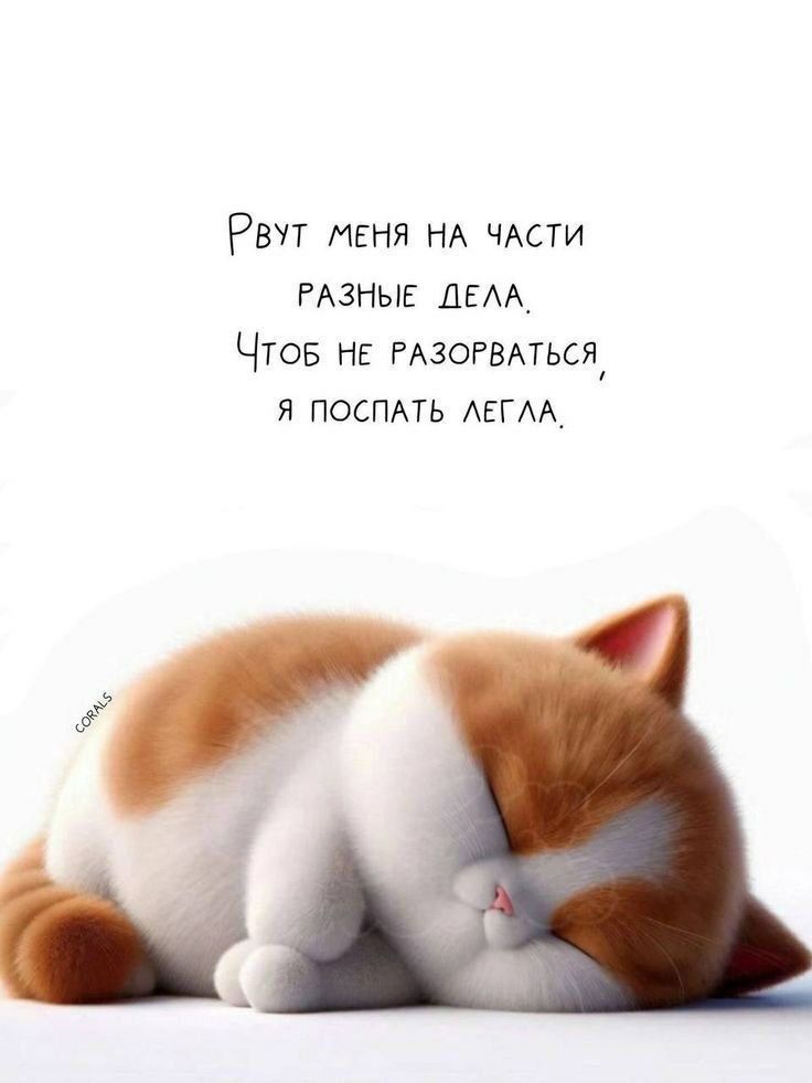 Рвут меня на части разные дела. Чтобы не разорваться, я поспать легла.