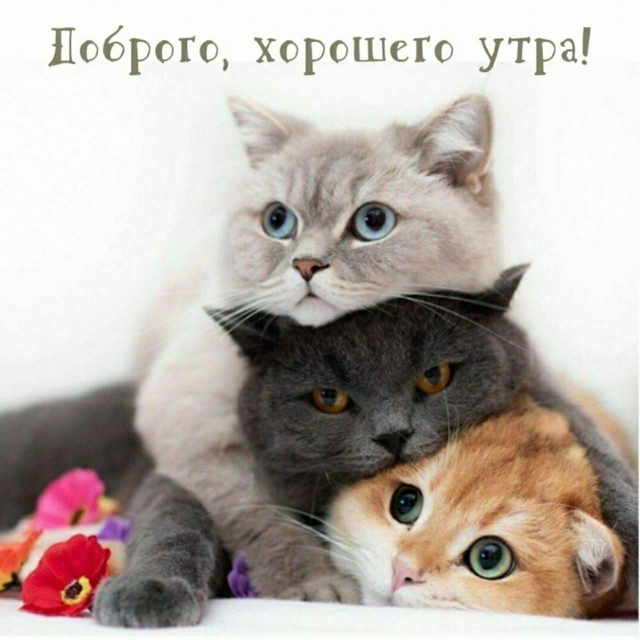 Доброе, хорошего утра!