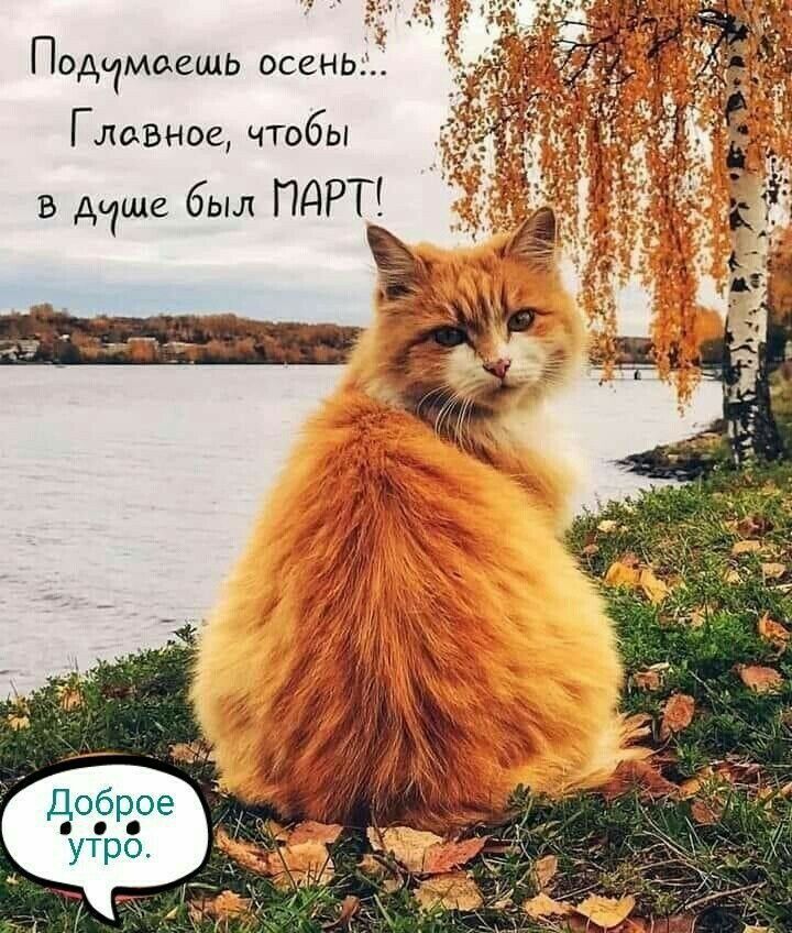 Подумашь осень... Главное, чтобы в душе был МАРТ! Доброе утро.