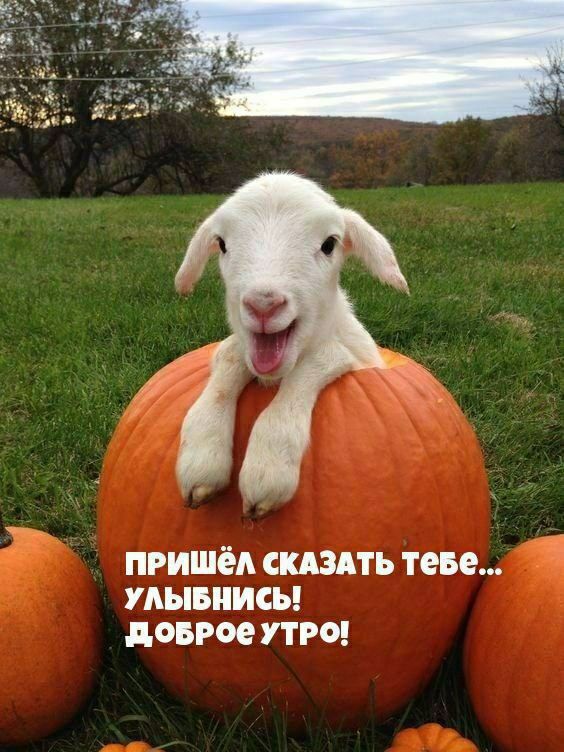 ПРИШЁЛ СКАЗАТЬ ТЕБЕ... УЛЫБНИСЬ! ДОБРОЕ УТРО!