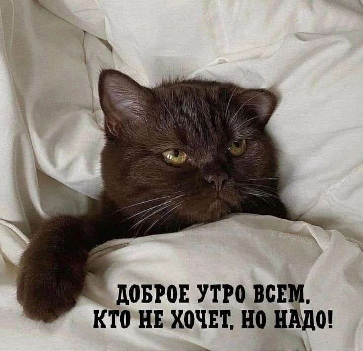 ДОБРОЕ УТРО ВСЕМ. КТО НЕ ХОЧЕТ, НО НАДО!