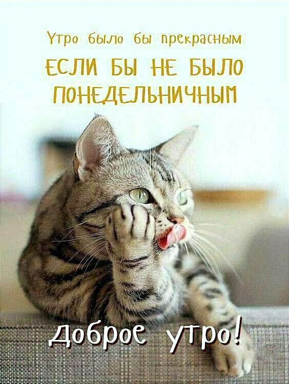 Утро было бы прекрасным
ЕСЛИ БЫ НЕ БЫЛО ПОНЕДЕЛЬНИЧНЫМ
Доброе утро!