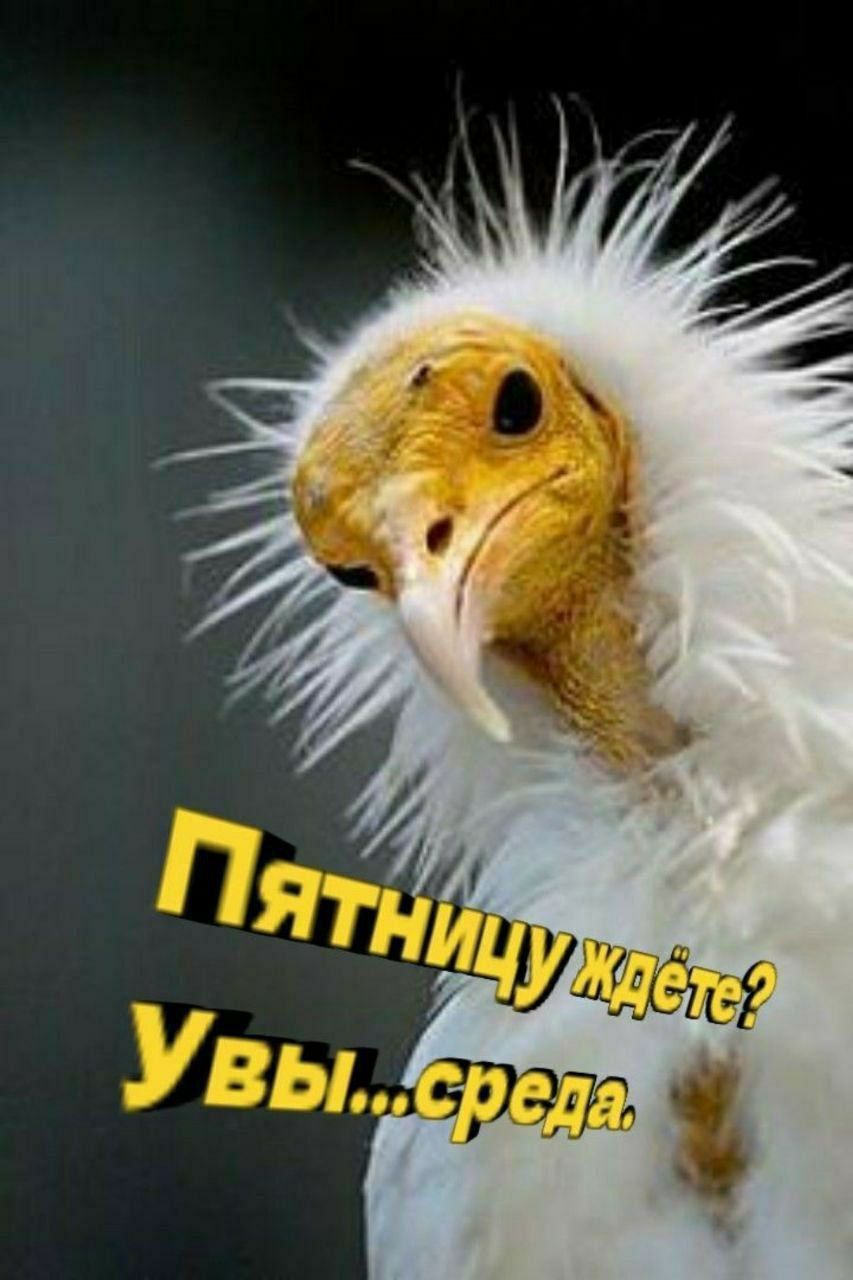 Пятницу ждёте? Увы...среда.