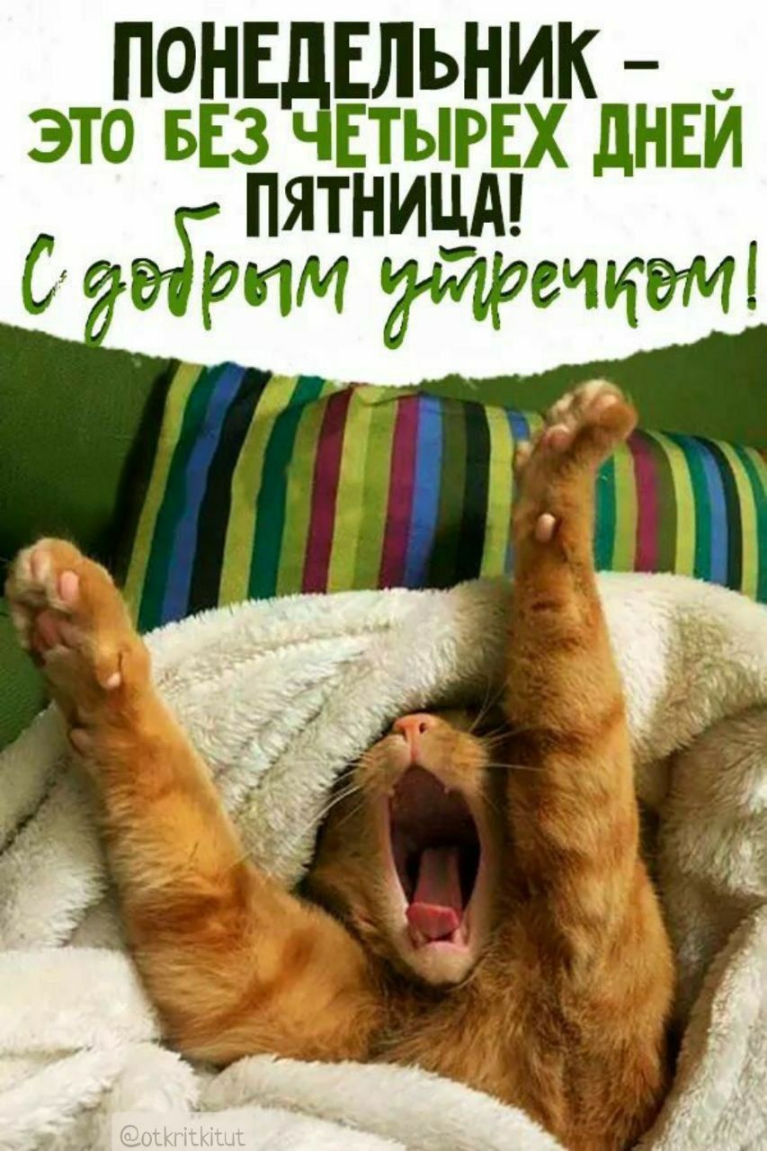 ПОНЕДЕЛЬНИК - ЭТО БЕЗ ЧЕТЫРЕХ ДНЕЙ ПЯТНИЦА! С ДОБРЫМ УТРЕЧКОМ!