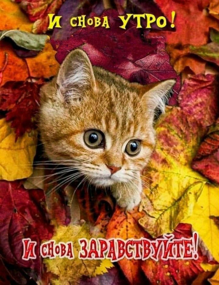 И снова утро! И снова здравствуйте!