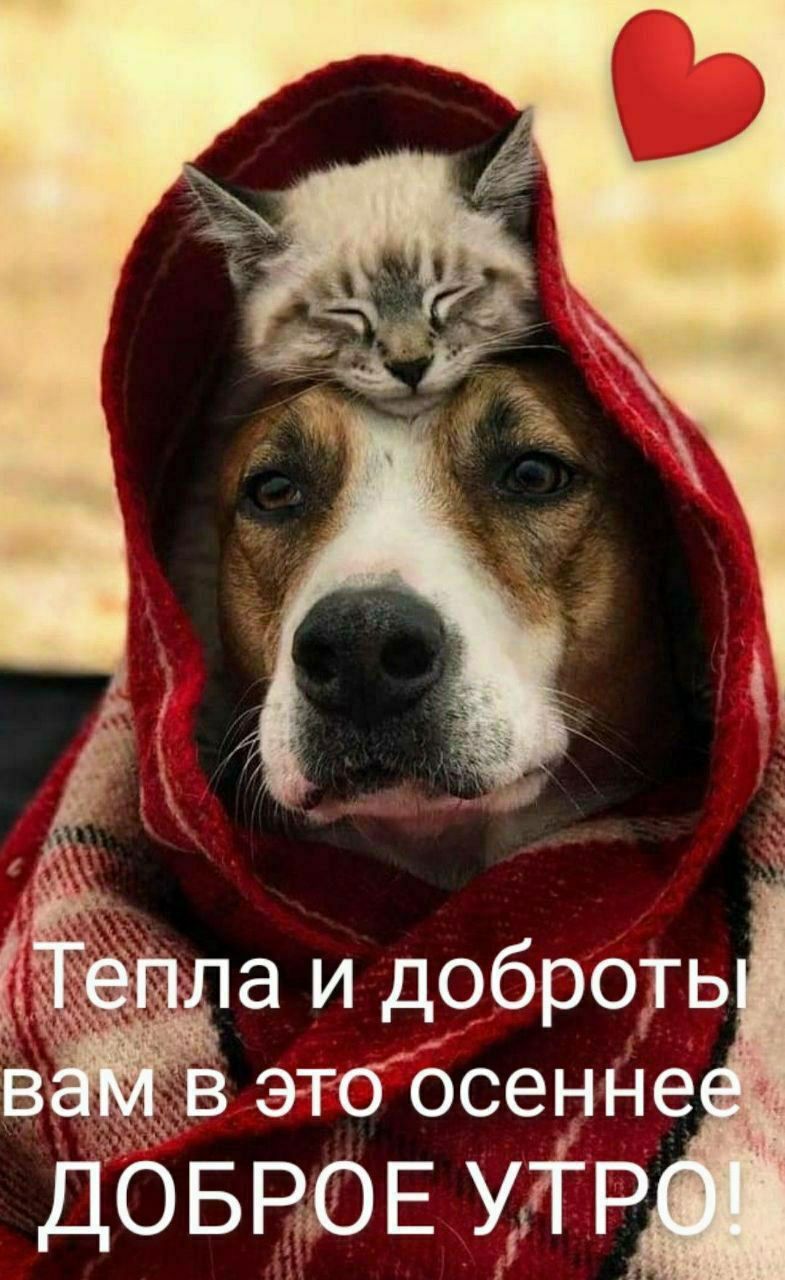 Тепла и доброты вам в это осеннее ДОБРОЕ УТОРО!