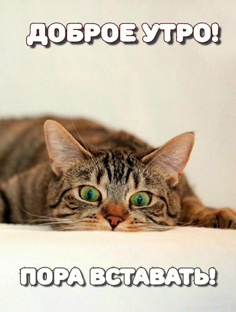 Доброе утро! Пора вставать!