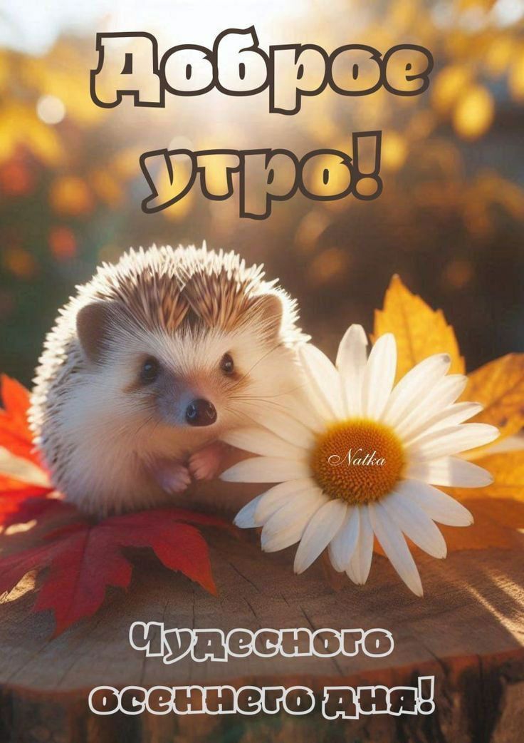 Доброе утро!\nЧудесного осеннего дня!